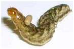 Une chenille