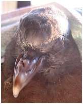 Jeune pigeon biset