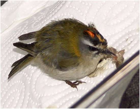 Jeune Roitelet triple-bandeau apprenant � se nourrir en autonomie