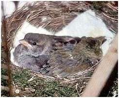 Moineau domestique et verdier d’Europe