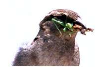 Moineau domestique avec une sauterelle dans son bec