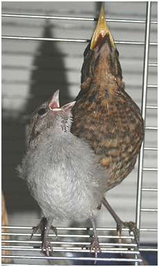 merle noir et moineau domestique