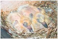 Jeunes pigeons biset