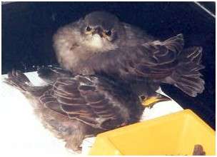 Jeunes �tourneaux sansonnet