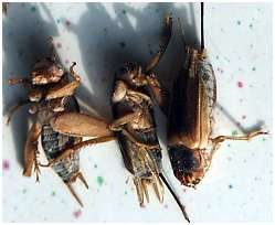 Les grillons des steppes