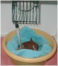 Jeune pigeon ramier sous lampe thermique