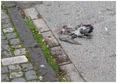 Pigeon biset cras par une voiture