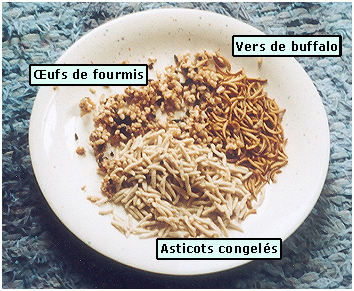 Œufs de fourmis, vers de buffalo, asticots congels