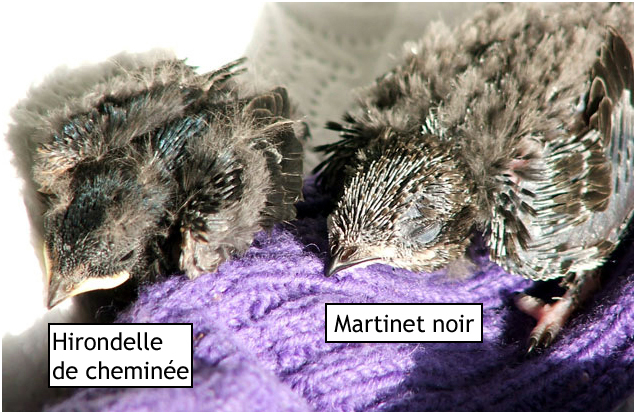 Hirondelle de chemine et Martinet noir