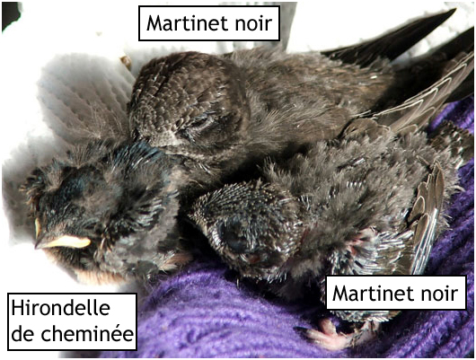 Hirondelle de chemine et Martinet noir