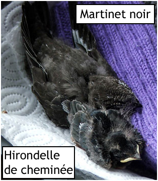 Hirondelle de chemine et Martinet noir
