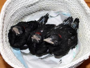 Junge Schwarzspechte, etwa zwei Wochen alt, © Anke Dornbach