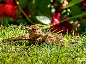 Eine Amsel nimmt ein Sonnenbad, © Michael Schleicher