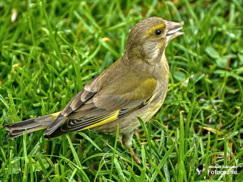 Gr nfink Oder Gr nling Chloris Chloris Wildvogelhilfe Gr nfink Oder Gr nling Chloris Chloris Wildvogelhilfe