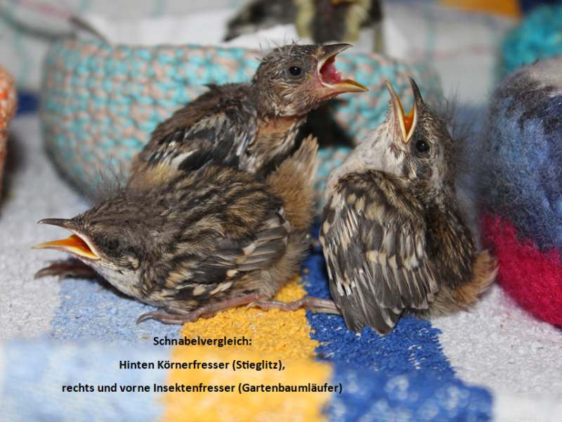 Nistplätze vor Fressfeinden schützen - Wildvogelhilfe.org