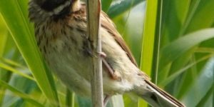 Jugendliche Rohrammer, © Nadine Vidos