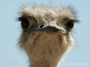 Weiblicher Afrikanischer Strauß (Struthio camelus), © Sylvia Urbaniak