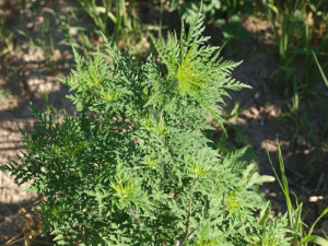 Ambrosia oder Beifußblättrige Ambrosie (Ambrosia artemisiifolia), © F.D. Richards via Flickr