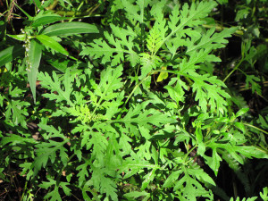 Ambrosia oder Beifußblättrige Ambrosie (Ambrosia artemisiifolia), © Forest and Kim Starr via Flickr