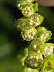 Samen der Beifußblättrigen Ambrosie (Ambrosia artemisiifolia), auch Ambrosia genannt, © Frank Mayfield via Flickr