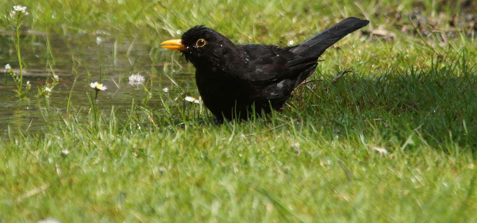 Männliche Amsel (Turdus merula), © Gaby Schulemann-Maier