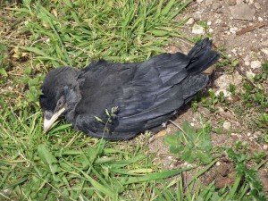 Apathische junge Krähe, die vermutlich Gift-Pellets zum Töten von Kleinsäugern gefressen hat, © Gary Troughton via Flickr