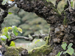 Knorrige, alte Bäume sind für viele Tierarten ein wichtiger Lebensraum, © Alexandra Lehne via Flickr