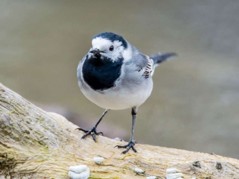 Bachstelze Motacilla Alba Wildvogelhilfe