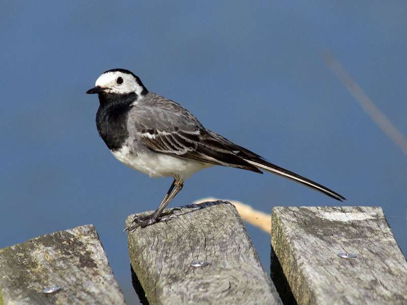 Bachstelze Motacilla Alba Wildvogelhilfe