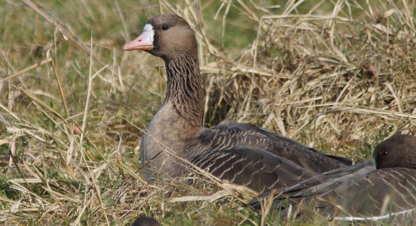 Blässgans (Anser albifrons), © Gaby Schulemann-Maier