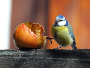 Blaumeisen fressen vor allem Sämereien, Nüsse und Fettfutter, aber auch frisches Obst nehmen sie oft zu sich, © Peter Bohot / Pixelio.de