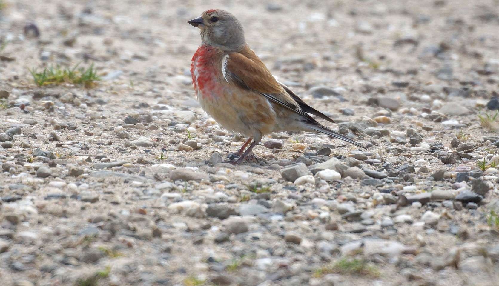 Männlicher Bluthänfling (Carduelis cannabina), © Gaby Schulemann-Maier