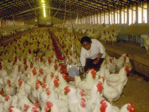 Bei der Bodenhaltung haben die Hennen nur wenig Platz und in den meisten Fällen kaum bis gar kein Tageslicht, gemeinfreies Werk via Wikipedia
