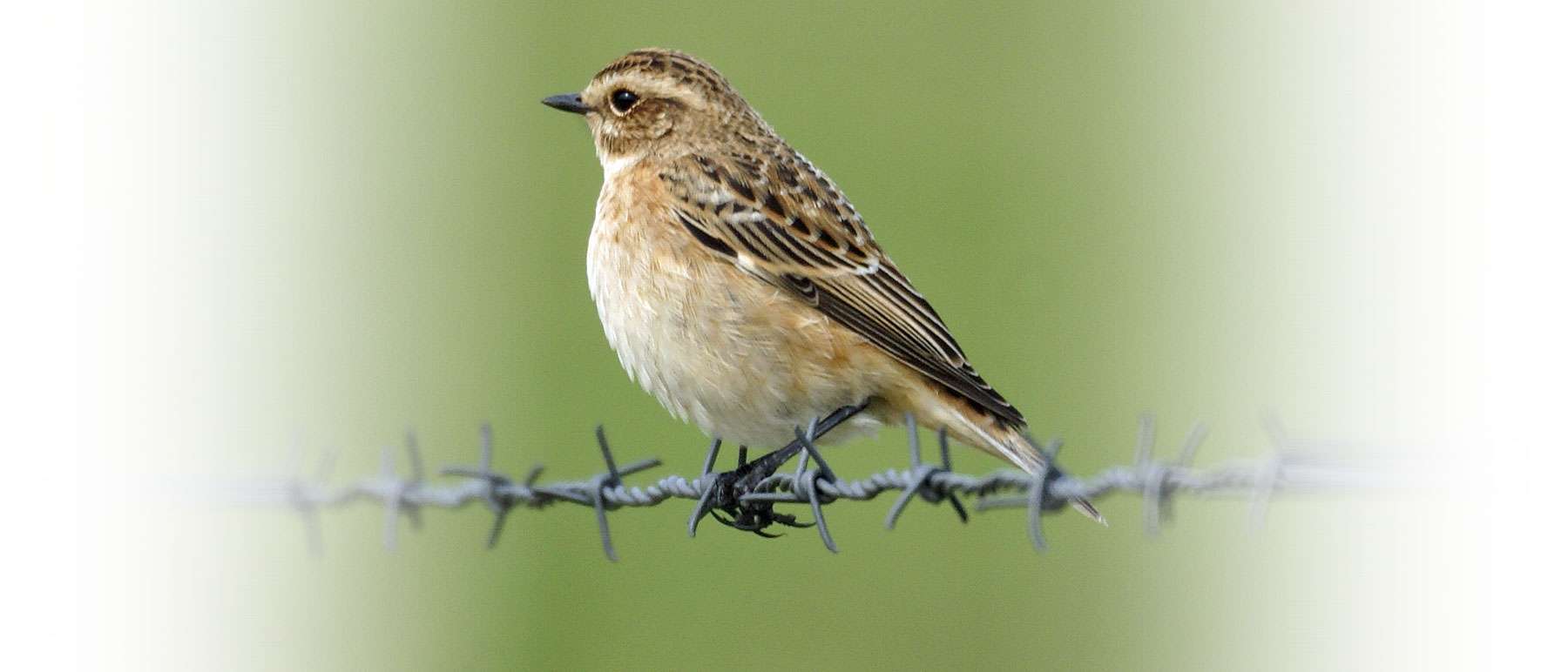 Weibliches Braunkehlchen, © Gaby Schulemann-Maier