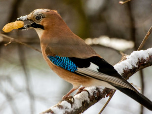 Größere Vögel wie Eichelhäher oder Elstern nehmen auch ganze Nüsse als Futter an, © Gellinger / Pixabay