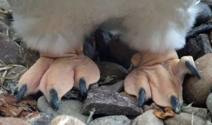 Die Füße eines Eselspinguins (Pygoscelis papua), © Bruce McAdam via Wikipedia