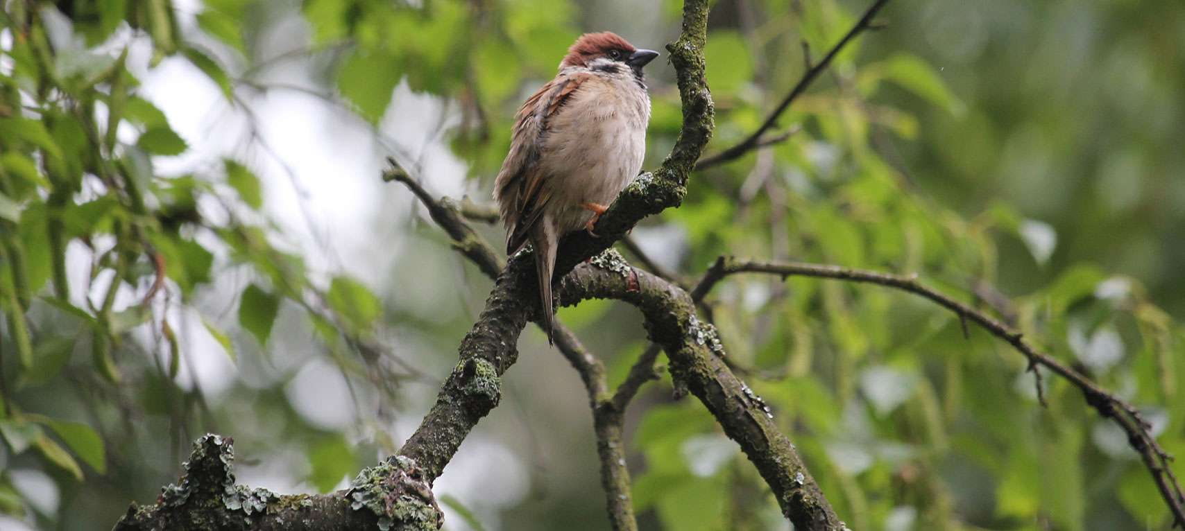 Feldsperling (Passer montanus), © JessicaJohnson / Pixabay