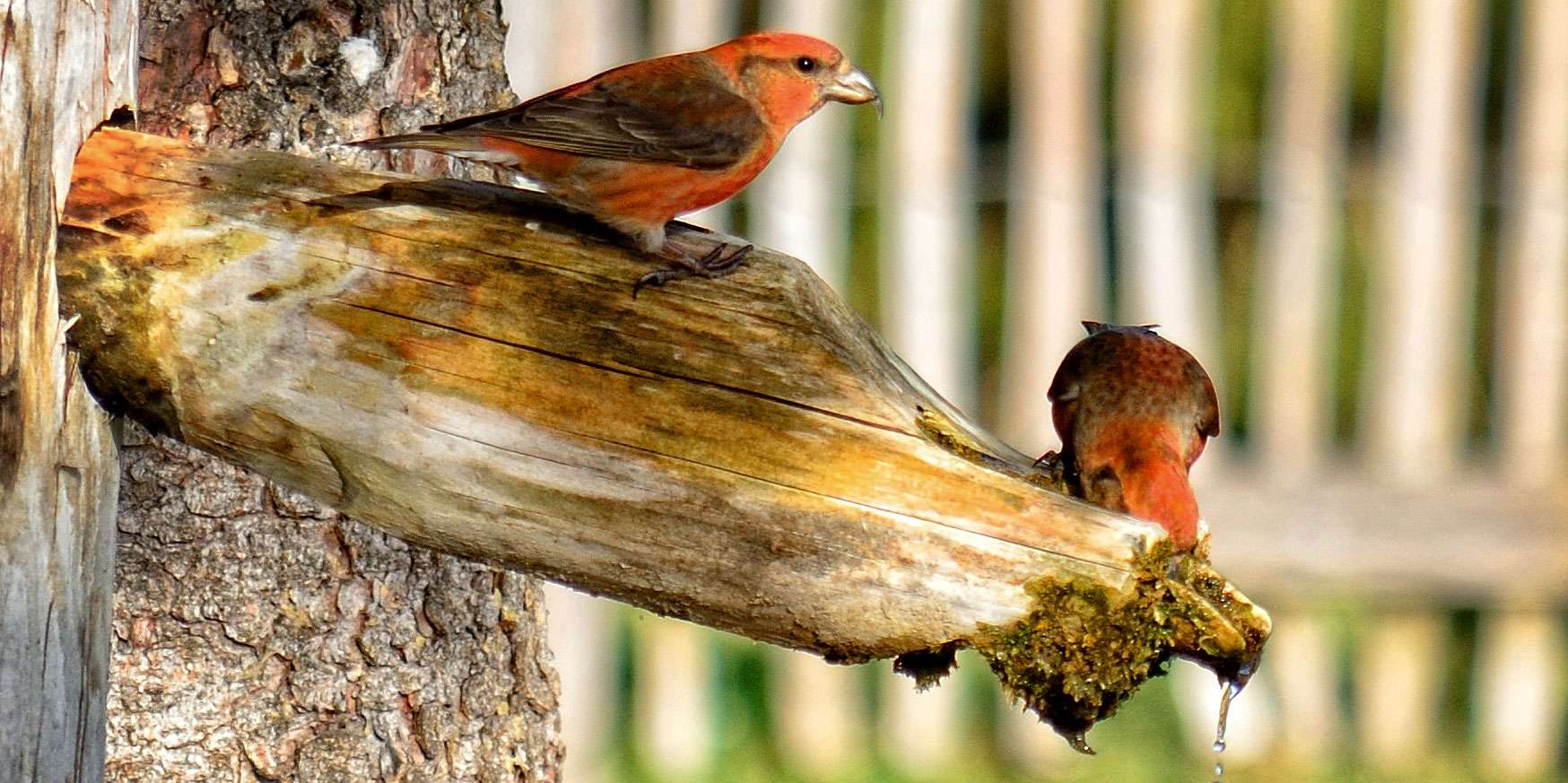 Männlicher Fichtenkreuzschnabel (Loxia curvirostra), © Antrannias / Pixabay