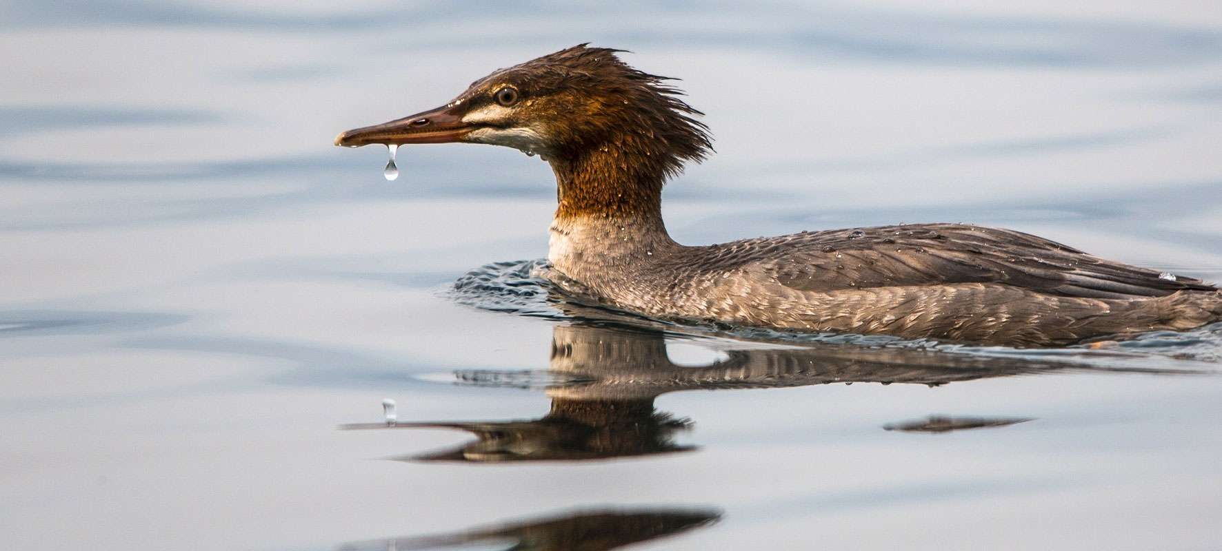 Weiblicher Gänsesäger (Mergus merganser), © skeeze / Pixabay