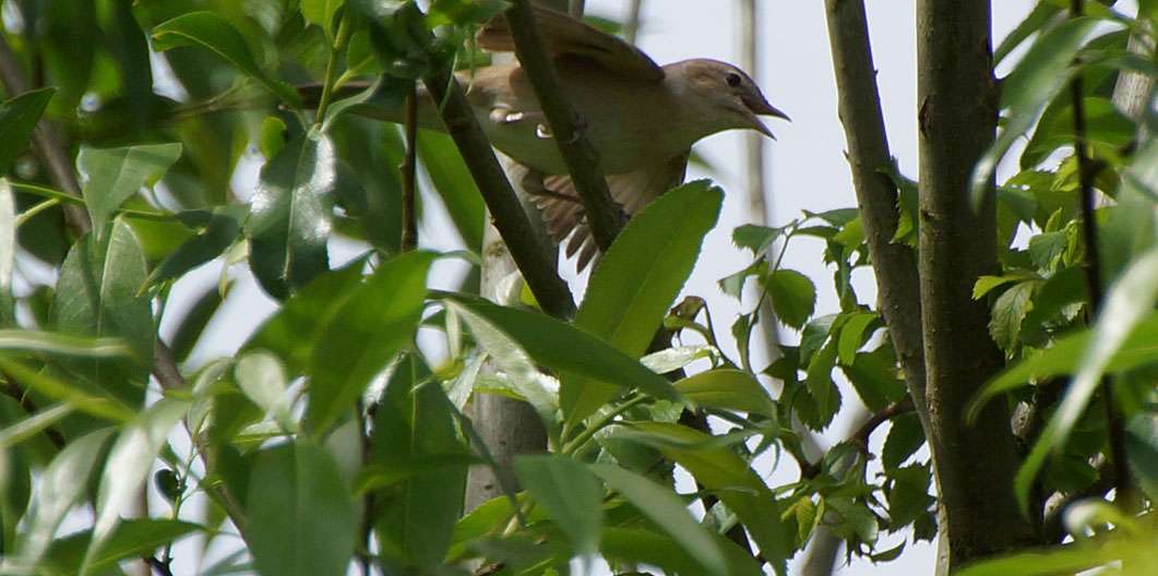 Gartengrasmücke (Sylvia borin), © Gaby Schulemann-Maier