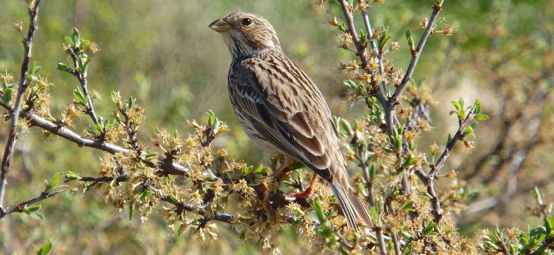 Grauammer (Emberiza calandra), © wisdom / Pixabay
