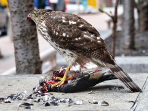 Verschiedene Greifvogelarten sind die natürlichen Feinde von Tauben, weshalb vielerorts Falkner ihre Vögel auf die Jagd nach Stadttauben gehen lassen, © Knight725 via Flickr