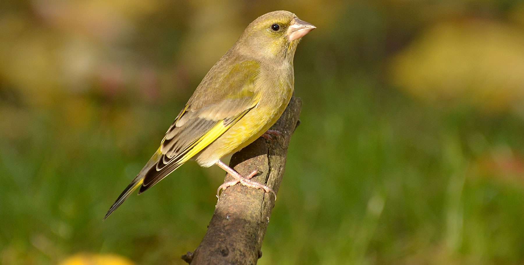Gr nfink Oder Gr nling Chloris Chloris Wildvogelhilfe Gr nfink Oder Gr nling Chloris Chloris Wildvogelhilfe