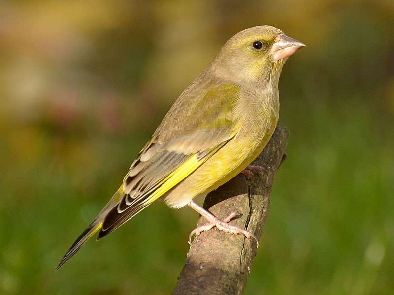 Gr nfink Oder Gr nling Chloris Chloris Wildvogelhilfe Gr nfink Oder Gr nling Chloris Chloris Wildvogelhilfe