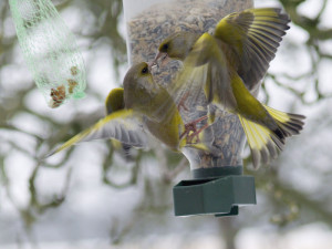 Grünfinken streiten an einem Futtersilo, © uschi dreiucker / Pixelio.de