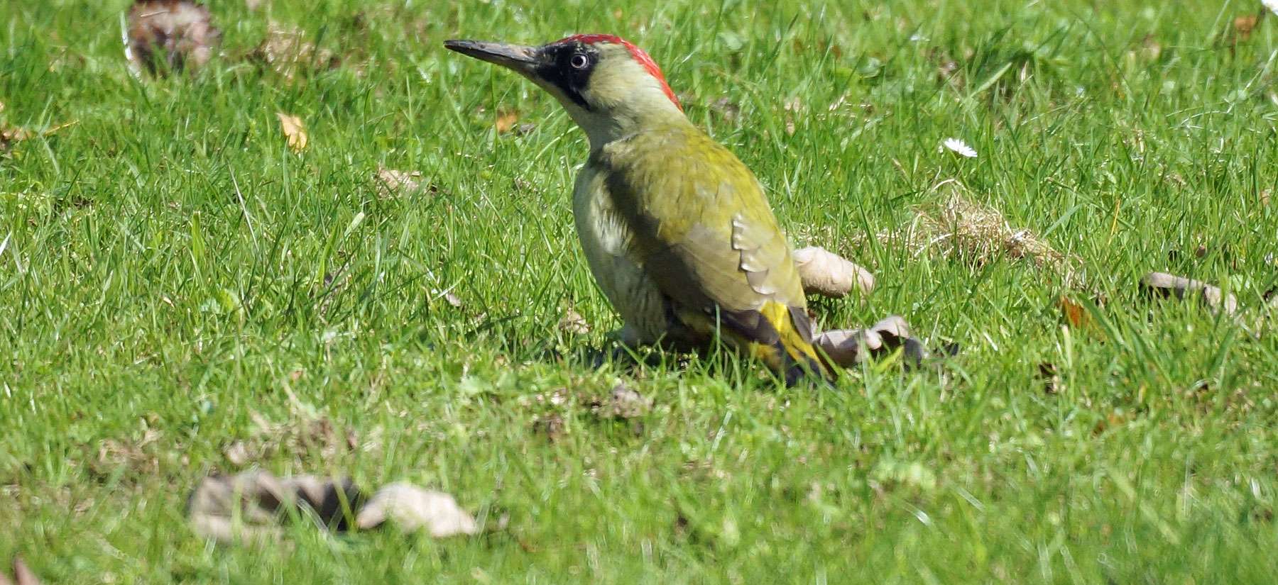 Weiblicher Grünspecht (Picus viridis), © Gaby Schulemann-Maier
