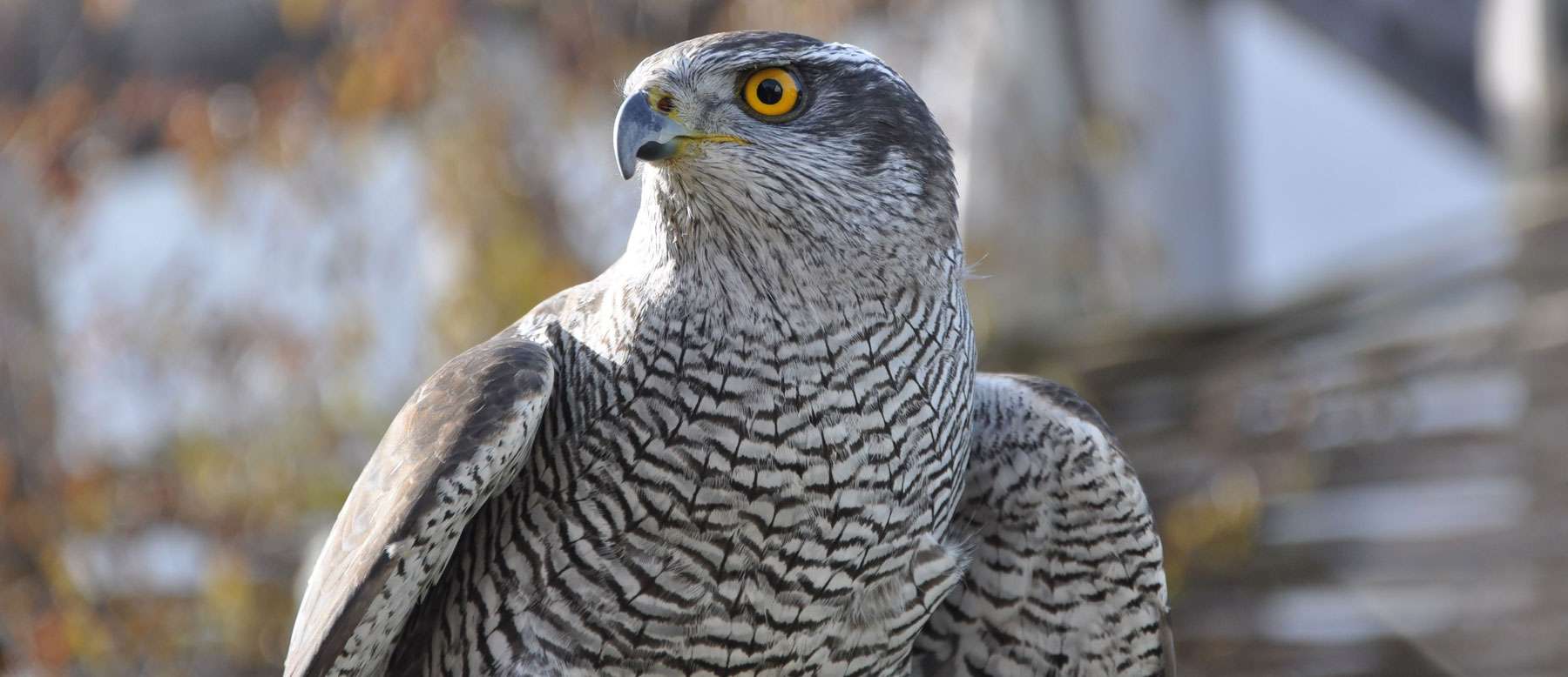 Männlicher Habicht (Accipiter gentilis), © bhossfeld / Pixabay