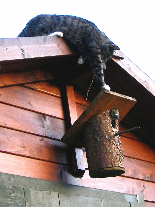 Katzenabwehrgürtel - Schutz von Vogelnestern vor Katzen