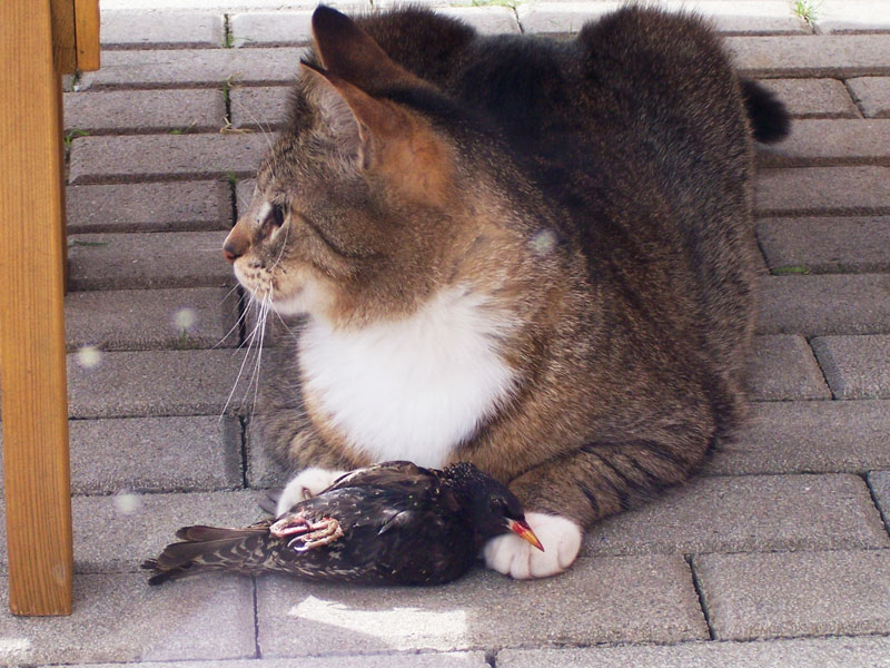 Hauskatzen im Garten - Wildvogelhilfe.org