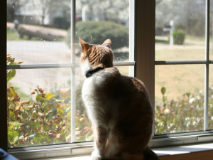 Würden nicht mehr so viele Hauskatzen wie bisher die Natur durchstreifen, wäre dies positiv für die Singvogelbestände, © maigrey42 / Flickr
